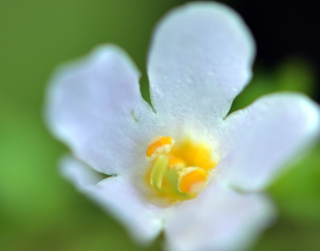 White-Flower_1_13