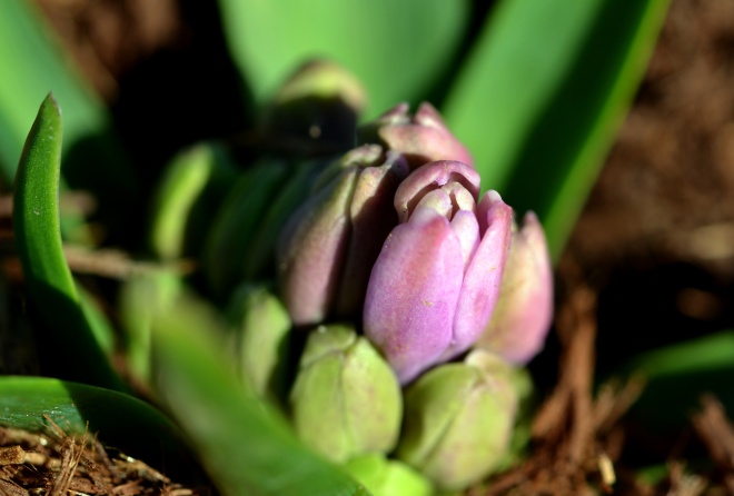 Hyacinth3_2_13