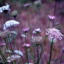 Queen-Anne's-Lace