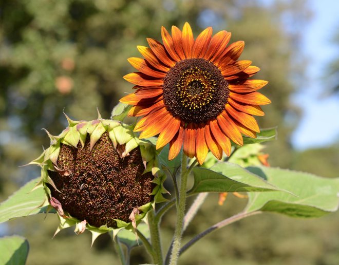 Sunflowers_DSC_5992