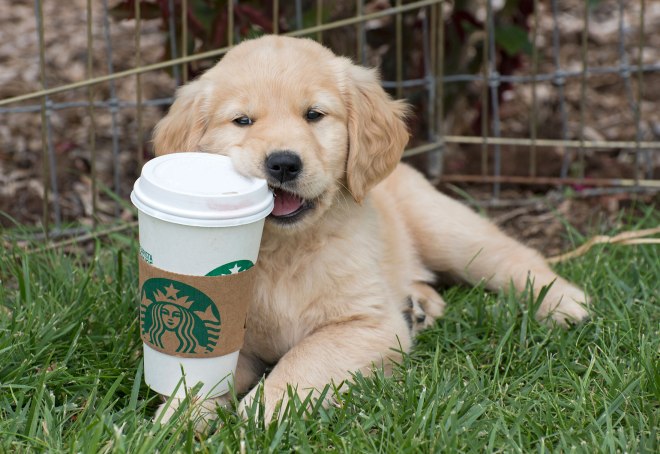 Puppy_Starbucks_7344