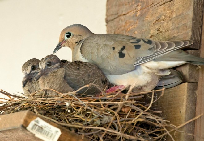 Mourning Dove_Babies_DSC_1955