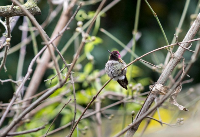 Hummingbird_DSC_1277