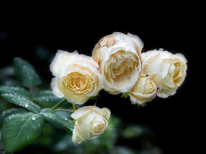 roses_rain_dsc_3256a